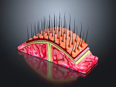 Skin Structure Anatomical Model Medical Device with Epidermis Dermis and Hair Follicles 3d model