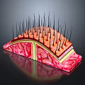 Skin Structure Anatomical Model Medical Device with Epidermis Dermis and Hair Follicles