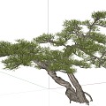 modeling tree modeling loose 3d model