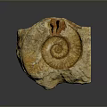 Chi chrysanthemum stone ancient fossil stone chrysanthemum fossil items 3d model