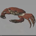 Red Crab With Detailed Legs And Realistic Appearance On Dark Reflective Surface