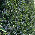 Lush Green Plant Wall With White Small Flowers For Indoor Living Decoration