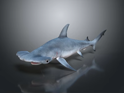 Realistic Hammerhead Shark 3D Rendering With Grey Body Open Mouth And Shiny Surface 3d model