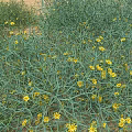 Green Desert Plants With Yellow Flowers Covering Sandy Ground