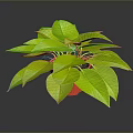 Lush Green Potted Plant With Red Pot On Dark Reflective Surface