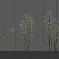 Trees with Different Sizes Green Leaves Slender Trunks Against Gray Vertical Striped Wall Light Ground