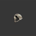 Detailed Animal Skull Organ Structure With Visible Bone And Sharp Teeth