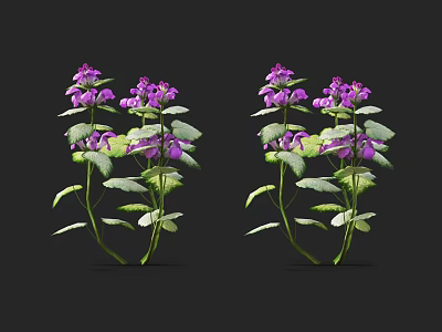 Vibrant Purple Flowers With Green Leaves In Two Clusters Against Black Background 3d model