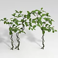 Lush Green Decorative Vines with Twisted Stems and Fresh Leaves