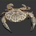 Crab With Mottled Shell Texture And Large Claws On Dark Background With Reflection