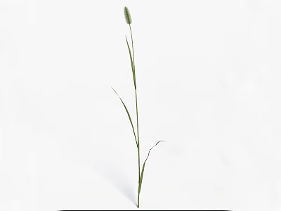 Single Fresh Green Grass With Slender Stem And Spikelet On White Background 3d model