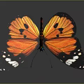Vibrant Orange And Black Butterfly With White Spots On Its Wings Flying Gracefully
