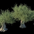 Oil Olive Tree Sweet Olive Sweet Olive Sweet Olive Sweet Olive Banyan Ancient Tree 3d model