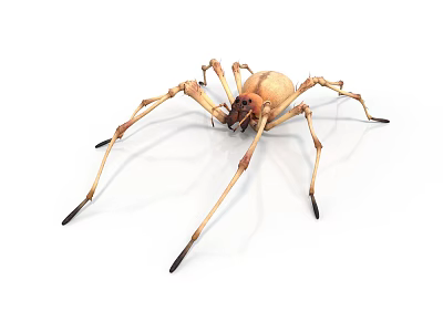 Detailed View of Tan Spider with Long Slender Legs on White Background 3d model