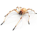 Detailed View of Tan Spider with Long Slender Legs on White Background