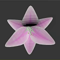 Beautiful Pink Lily Plant With Fresh Pink Petals And Red Stamens