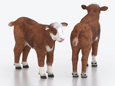 Two Brown And White Calves 3D Modeled Standing On White Background 3d model