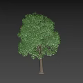 Lush Green Foliage Arbor With Brown Trunk On Black Background 3d model