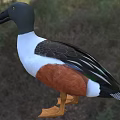 Wild Duck With Open Beak Gray Head White Chest And Orange Body Near Water