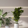 Indoor Bonsai Potted Plants With Various Green Leaves In White Decorative Pots
