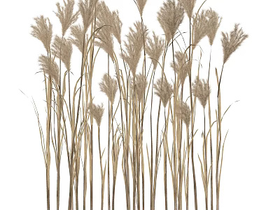 Tall Dry Grass Plants With Natural Elegant Feathery Plumes For Decorative Use 3d model