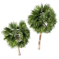Tall Palm Trees With Lush Green Fronds And Smooth Brown Trunks