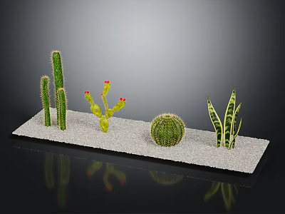 Various Cactus And Succulent Plants Display On Sandy Surface With Decorative Arrangement 3d model