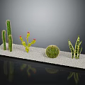 Various Cactus And Succulent Plants Display On Sandy Surface With Decorative Arrangement