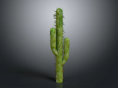 Green Cactus Plant With Multiple Branches And Sharp Spines On Gray Background 3d model