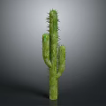 Green Cactus Plant With Multiple Branches And Sharp Spines On Gray Background 3d model