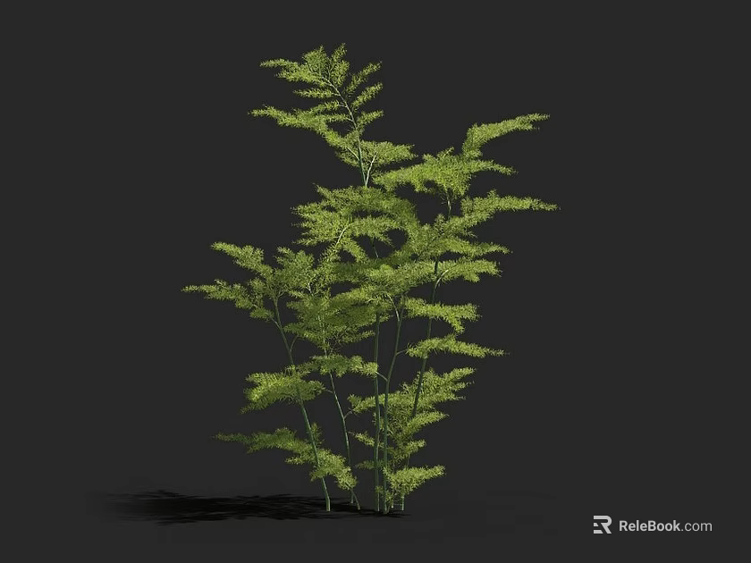 Lush Green Tree With Feathery Leaves And Slender Stems Against Dark Background 3d model 