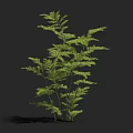 Lush Green Tree With Feathery Leaves And Slender Stems Against Dark Background