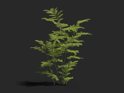 Lush Green Tree With Feathery Leaves And Slender Stems Against Dark Background 3d model