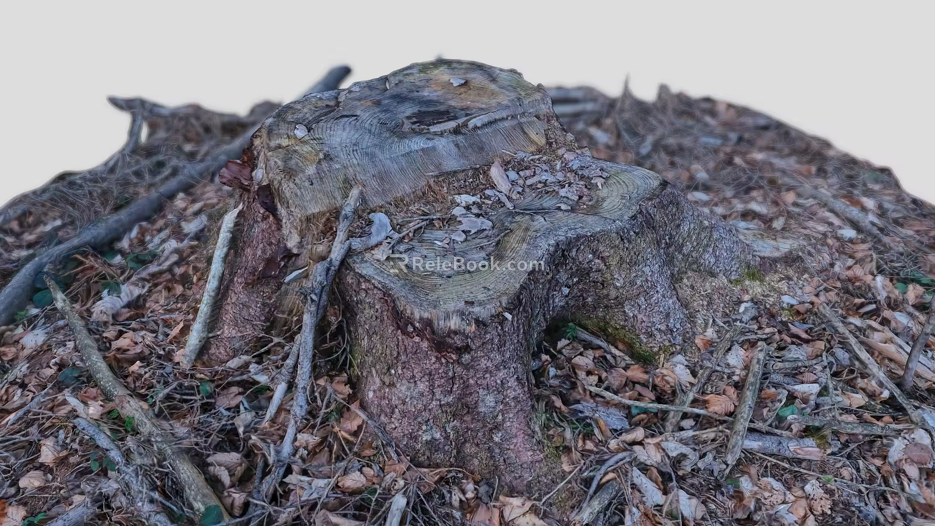 tree stump scanning tree stump root tree old tree dead tree scanning tree 3d model
