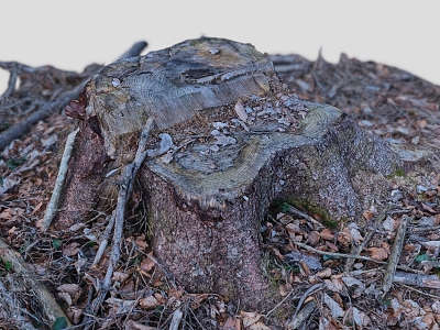 tree stump scanning tree stump root tree old tree dead tree scanning tree model