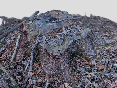 Old Tree Stump Surrounded by Fallen Leaves and Dry Twigs on Forest Ground 3d model