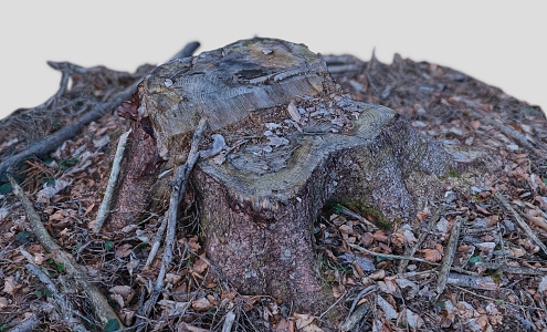 tree stump scanning tree stump root tree old tree dead tree scanning tree 3d model