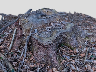 tree stump scanning tree stump root tree old tree dead tree scanning tree 3d model