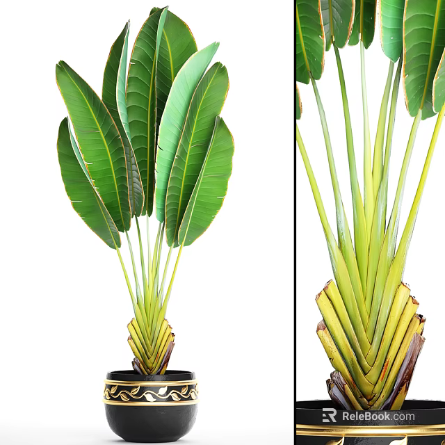 Bonsai Potted Plant With Large Green Leaves And Black Gold Decorative Pot 3d model 