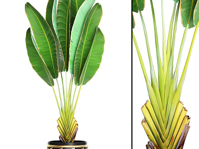 Bonsai Potted Plant With Large Green Leaves And Black Gold Decorative Pot 3d model