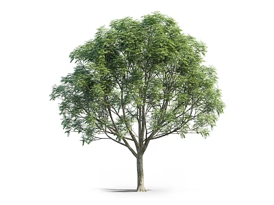 Tall Arbor With Lush Green Leaves And Thick Trunk In Isolated 3d model