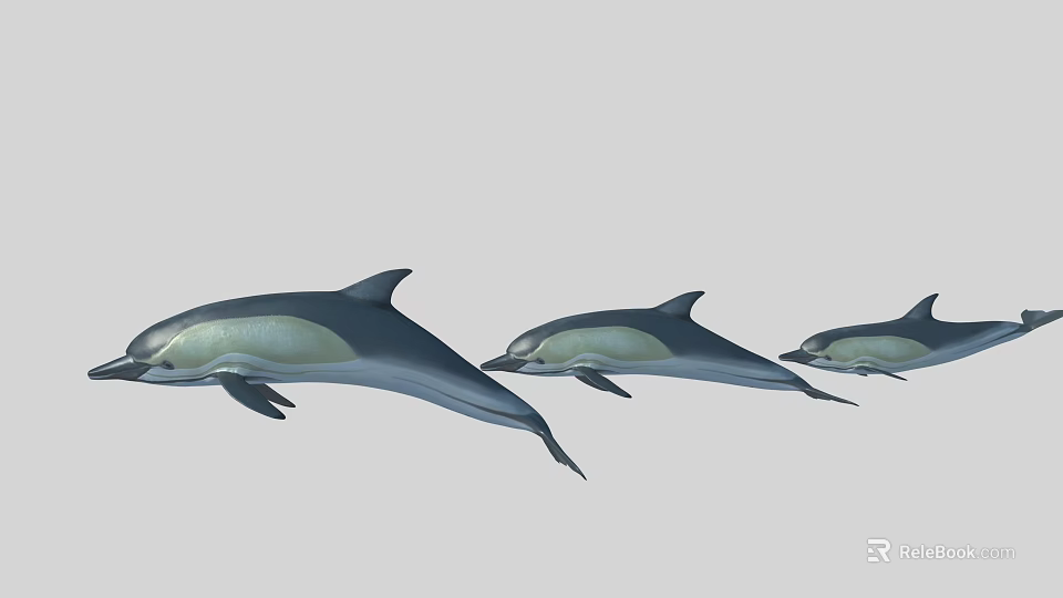 Three Dolphins Leaping Gracefully In Gray Background With Smooth Swimming Motion 3d model 