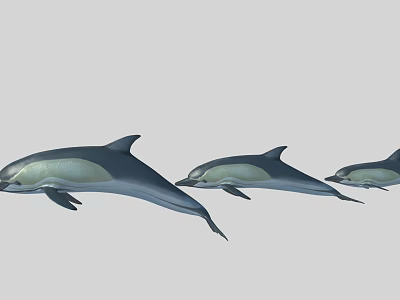 Three Dolphins Leaping Gracefully In Gray Background With Smooth Swimming Motion 3d model