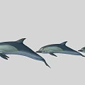 Three Dolphins Leaping Gracefully In Gray Background With Smooth Swimming Motion