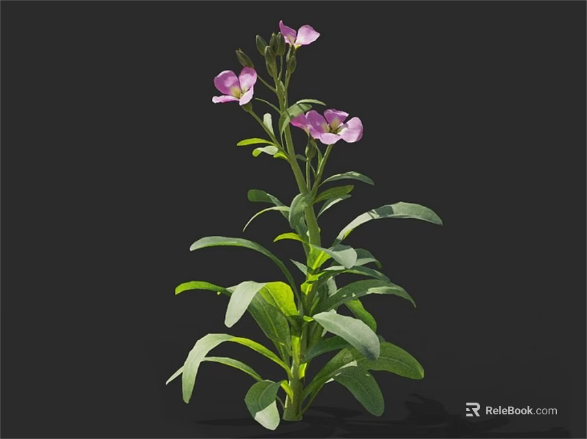 Vibrant Purple Flowering Plant With Green Leaves And Stems On Dark Background 3d model 