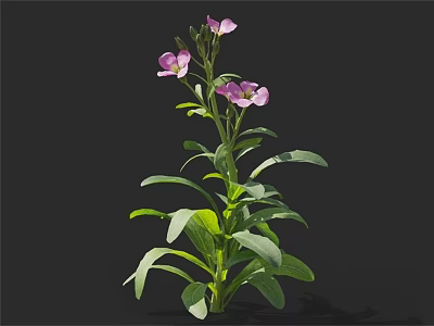 Vibrant Purple Flowering Plant With Green Leaves And Stems On Dark Background 3d model