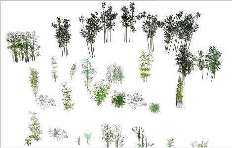 garden plant bamboo 3d model