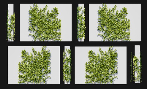 Modern Everspring Vine Wall Climbing Shrub Ivy Vine Soil Drum Vine Hundred Horned Centipede Climbing Vine Green Plant Parthenocissus Vine Plant Wall Climbing Green Plant Herbaceous 3d model