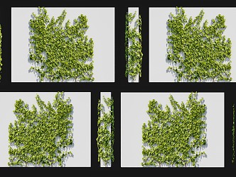 Modern Everspring Vine Wall Climbing Shrub Ivy Vine Soil Drum Vine Hundred Horned Centipede Climbing Vine Green Plant Parthenocissus Vine Plant Wall Climbing Green Plant Herbaceous 3d model