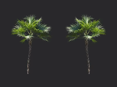 Two Arbor Trees With Green Leaves And Slender Trunks Against Black Background 3d model